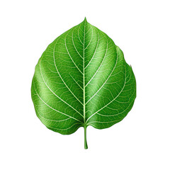 Leaf-shaped Green Paper Stickers with Visible Veins Isolated on Transparent or White Background, PNG