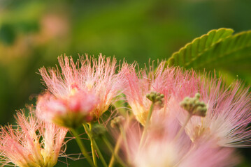 close up of pink flower