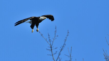 American Bald Eagle soaring through a clear blue sky with its wings outstretched