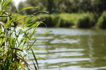 Fototapeta premium grass in the water