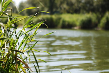 grass in the water