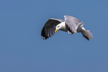 Closeup of a European herring gull (Larus argentatus) flying in the sky