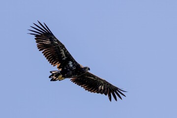 Closeup of a Juvenile white-tailed eagle (Haliaeetus albicilla) flying in the sky