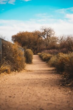 a country path in Rio Grande River, Albuquerque, New Mexico