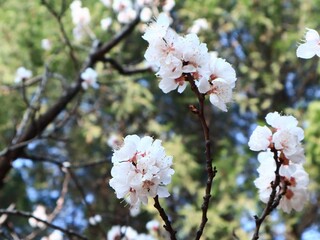 Obraz premium Bunch of white flowers cascades down from a lush tree branch in a stunning scene of nature's beauty
