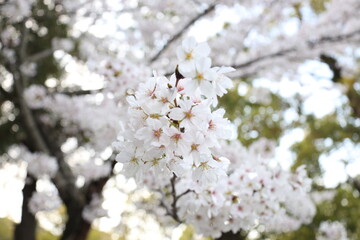 満開の桜