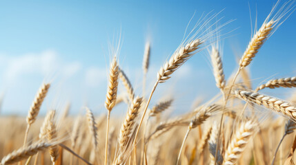 Fototapeta premium Close up view of golden wheat that is raising on the field, against blue sky