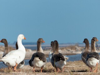 a group of ducks walking along the shore line in front of water