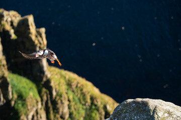 Puffin flying in for landing on cliffs after spending the day at sea