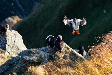 Puffin flying in for landing on cliffs after spending the day at sea