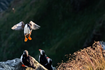 Puffin flying in for landing on cliffs after spending the day at sea