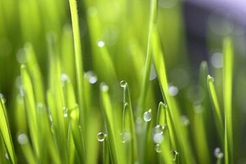 Fototapeta na wymiar water droplets sit on the top of the green grass,
