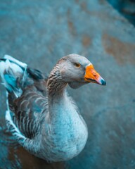 Closeup shot of a Toulouse goose in an outdoor setting.