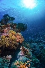 Fototapeta na wymiar School of reef fish passing beautiful corals in the Red Sea