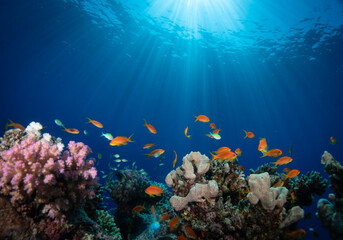 Beautiful coral reef fish on top of colorful corals in the Red Sea in Egypt