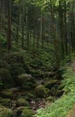 Fototapeta na wymiar Scenic wooded trail, enjoying the natural beauty of the outdoors