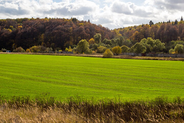 Green agricultural field against forest background