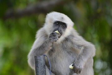 Langur or the Colobinae  leaf-eating monkeys in india