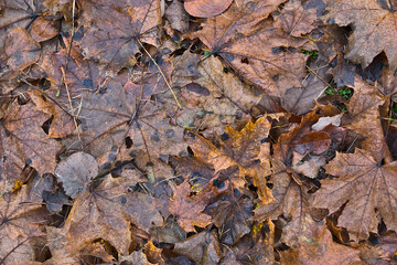 autumn leaves background