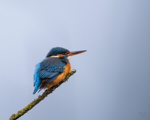 Small kingfisher bird perched atop a branch in its natural habitat within a wildlife park
