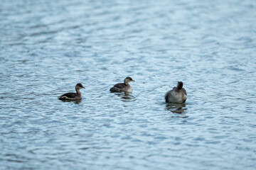 The little Grebe on a lake