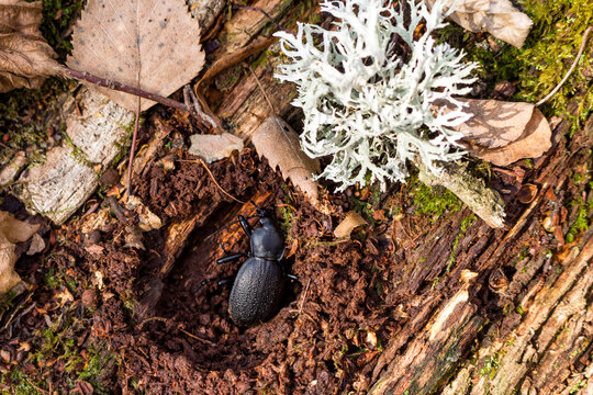 A rotten tree in the forest on which a large black Carabus coriaceus beetle has settled