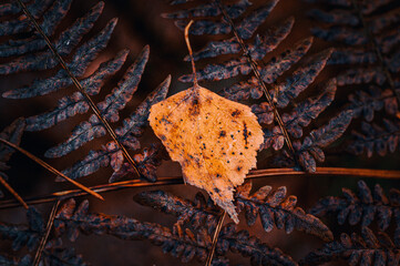 Jesienny liść - obrazy, fototapety, plakaty