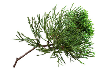 Isolated christmas fir tree branch cut out on white background