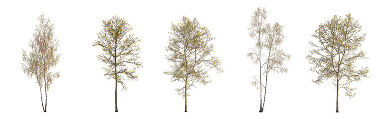 Set of autumn large and medium Birch betula and sycamore platanus maple trees fallen leaves...