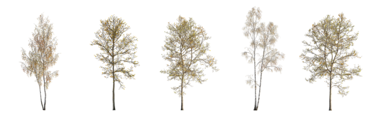 Autumn large and medium Birch betula and sycamore platanus maple trees fallen leaves isolated png on a transparent background premium cutout fall