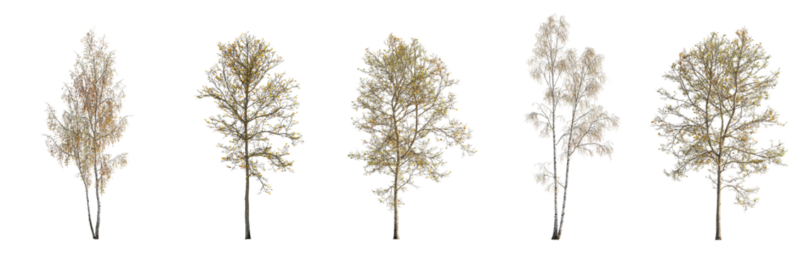 Autumn large and medium Birch betula and sycamore platanus maple trees fallen leaves isolated png on a transparent background premium cutout fall