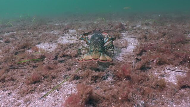 Close-up view of a crayfish searching for food underwater
