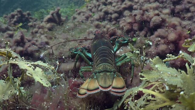 Close-up view of a crayfish searching for food underwater