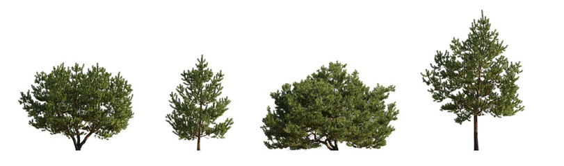 Set of Pinus sylvestris Scotch pine bush shrub and trree isolated png on a transparent background...