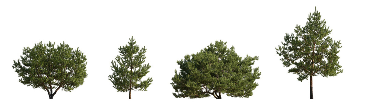 Set of Pinus sylvestris Scotch pine bush shrub and trree isolated png on a transparent background perfectly cutout Pine Pinaceae dwarf mountain pine Baltic Pine fir