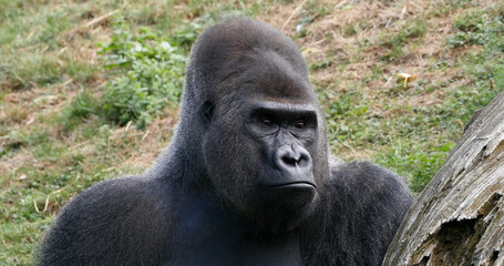 Obraz premium Eastern Lowland Gorilla, gorilla gorilla graueri, Silverback Male