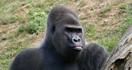 Eastern Lowland Gorilla, gorilla gorilla graueri, Silverback Male