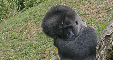 Eastern Lowland Gorilla, gorilla gorilla graueri, Silverback Male
