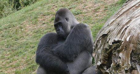 Eastern Lowland Gorilla, gorilla gorilla graueri, Silverback Male