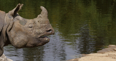 Indian Rhinoceros, rhinoceros unicornis, Adult standing near Water