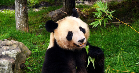 Fototapeta premium Giant Panda, ailuropoda melanoleuca, Adult eating Bamboo Branch