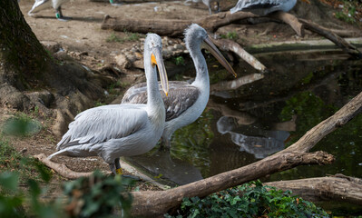 Two pelicans are standing by the water.