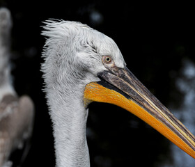 Pelican head detail with dark blurred background.