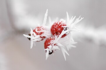 Closeup of rosehips covered by frost on light background