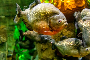 The red-bellied piranha is one of the most famous fish due to its dangerousness, since it has powerful jaws that can devour a person.
