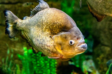 A spectacular specimen of the red-bellied piranha, this is one of the most famous fish due to its dangerousness, since it has powerful jaws that can devour a person.