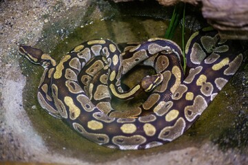 the snake is drinking in the small puddle near the rocks