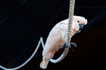 Cockatoo Parrot on a rope