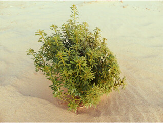 A plant in the sands of the Algerian desert