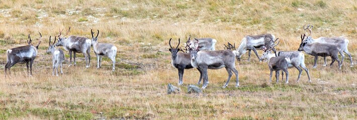 herd of young reindeer in a field  in northern Norwa